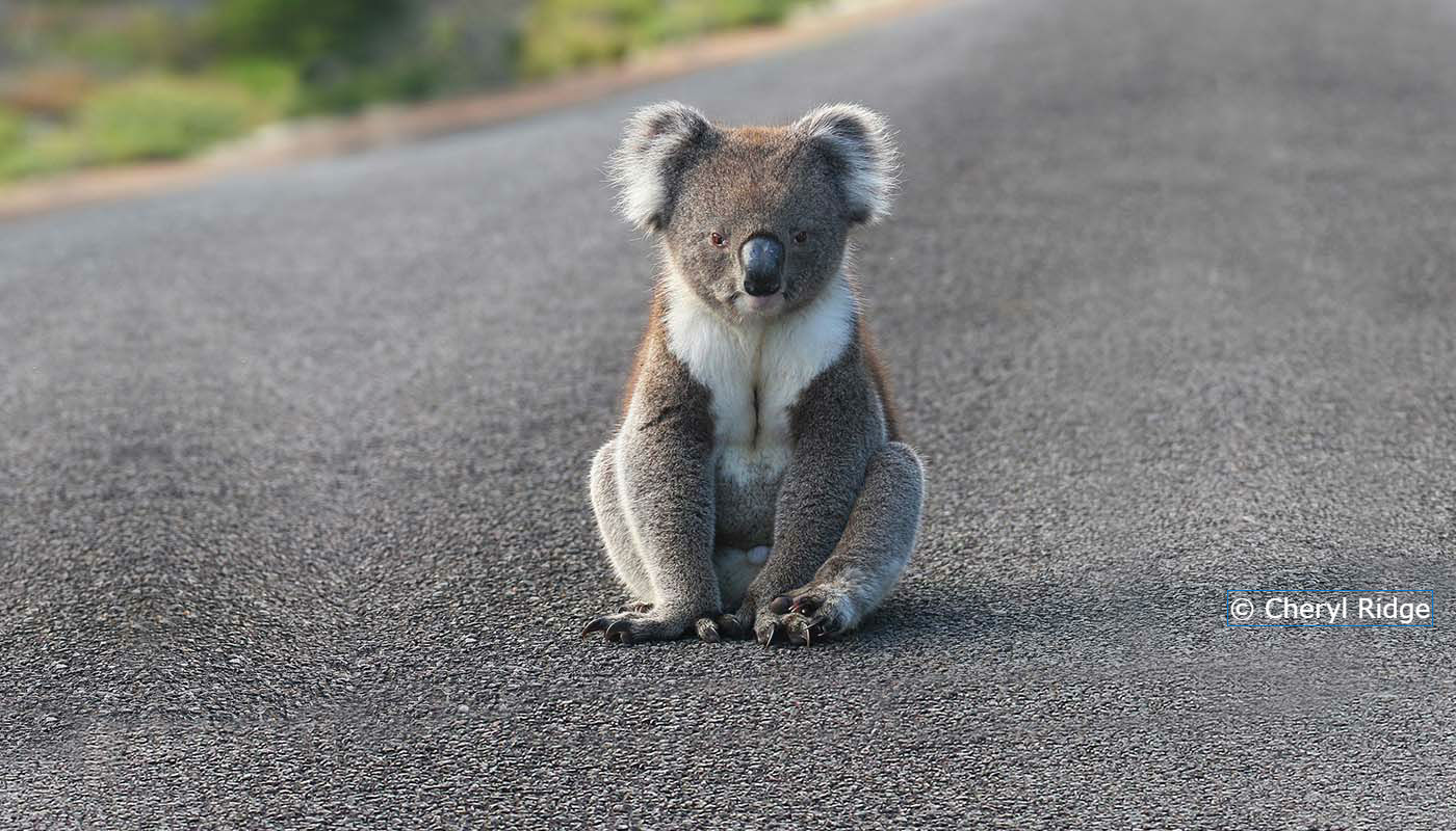 Are Koala's Endangered? West Oz Wildlife